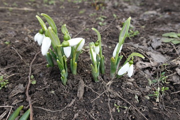 Closeup of common snowdrops with white flowers and buds