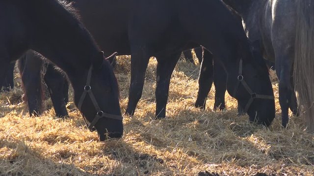 Black horses eat hay in a paddock, close up view of two horses, one gets disturbed and pushed by a grey horse and walks away.