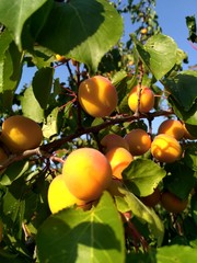 Apricot tree branches with yellow-orange apricot fruits and green leaves against a blue sky