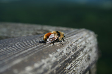 Bee