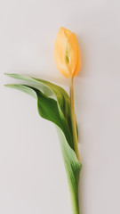 Obraz premium Yellow tulip on white background. Top view feminine flatlay. Concept of holiday, birthday, Easter, International Womens Day. 