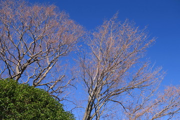 常緑樹と枯れ木の欅と青空