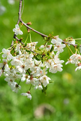 white cherry flowers bloom on spring day