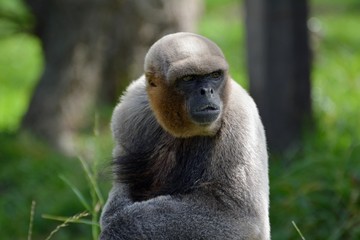 a baboon