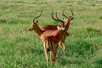 Antilopen im Nationalpark Tsavo Ost, Tsavo West und Amboseli in Kenia
