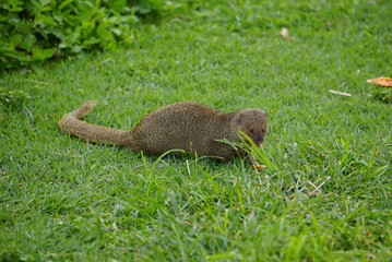 Mongoose small predator in tropical areas
