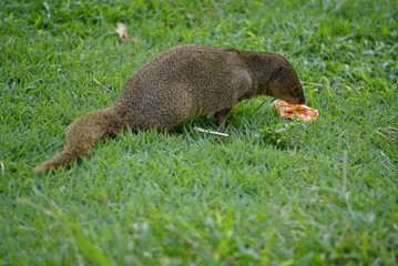 Mongoose small predator in tropical areas