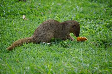Mongoose small predator in tropical areas