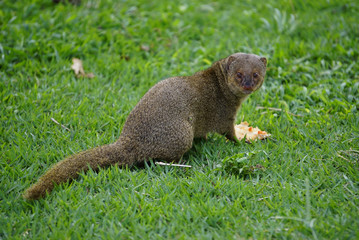 Mongoose small predator in tropical areas