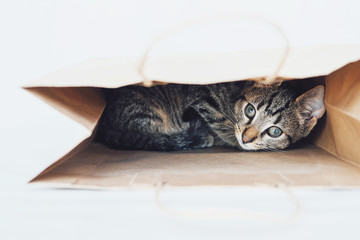 Young European Shorthair cat playing and hiding in a paper bag.