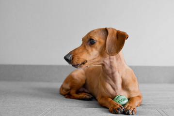Dachshund dog sits on the sofa with a ball. Playful funny dog.