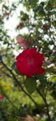 red poppy flower