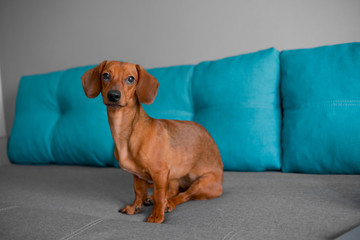 Close up of dachshund puppy, dog sits on the sofa, smart looking puppy..