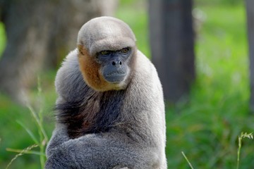 portrait of baboon