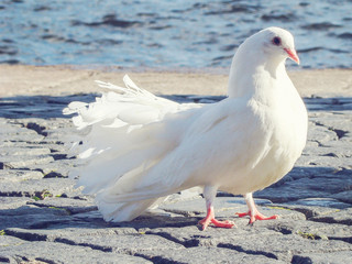 a symbol of peace. White dove walking along the pavement
