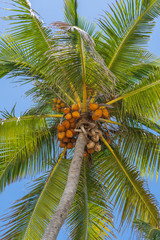 Coconut palm tree perspective view from floor high up on the beach, Zanzibar, Tanzania