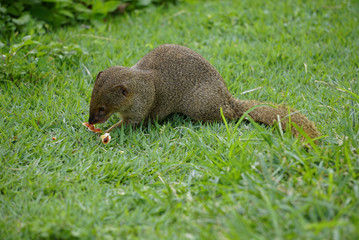 Mongoose small predator in tropical areas