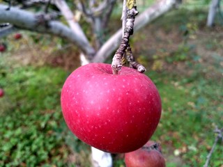 red apples on tree