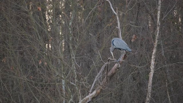 Great Blue Heron Hunts for Fish at the outfall river of the Jordan Lake Recreation Area Dam in North Carolina