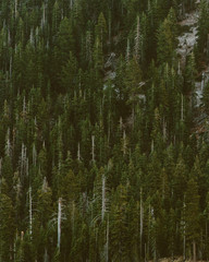 Trees