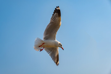 Seagull flying on the sea in Thailand