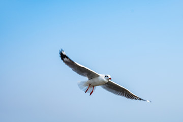 Seagull flying on the sea in Thailand