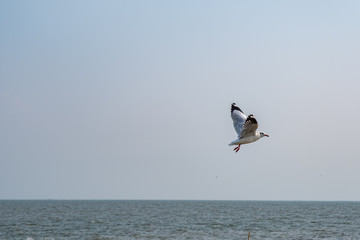Seagull flying on the sea in Thailand
