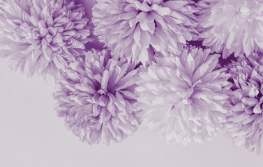 Beautiful abstract color purple and blue flowers on white background and light purple flower frame and purple leaves texture, purple background, colorful white banner happy valentine