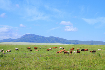 Livestock near the Northern point of the Seminsky ridge of the Altai mountains babyrgan peak