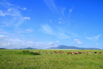 Fototapeta premium Livestock in a meadow near the Northern point of the Seminsky ridge of Altai Babyrgan peak