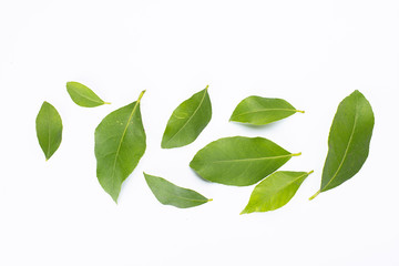 Naklejka premium branch with green leaves isolated on white