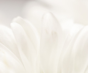 Abstract floral background, white chrysanthemum flower petals. Macro flowers backdrop for holiday brand design