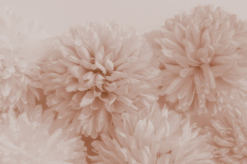 Beautiful abstract color red and brown flowers on white background and light red flower frame and brown leaves texture, yellow background, white banner happy valentine