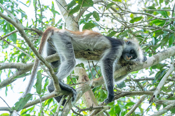 Wild red colobus monkey sitting on the branch in tropical forest on the island of Zanzibar, Tanzania, Africa