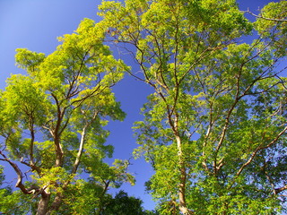 冬の楠木と青空