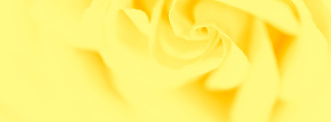 Obraz premium Soft focus, abstract floral background, yellow rose flower. Macro flowers backdrop for holiday brand design
