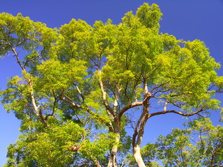 冬の楠木と青空