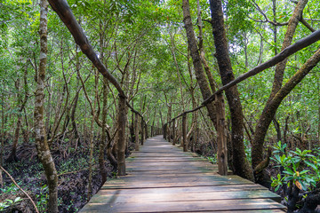 Wooden walkway along mangroves on the tropical island of Zanzibar, Tanzania, Africa