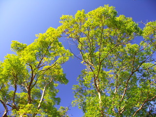 冬の楠木と青空