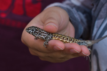 Lizard (or "lagartija esbelta"), Liolaemus tenuis being measured. Capture and sighting of wildlife in the Quebrada de la Plata Nature Sanctuary, ecological reserve in Chile South America.