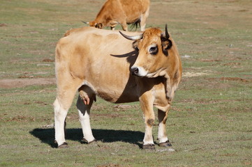 Vache