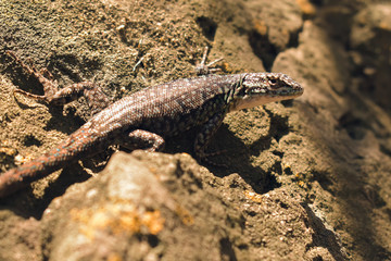 Lizard (or 