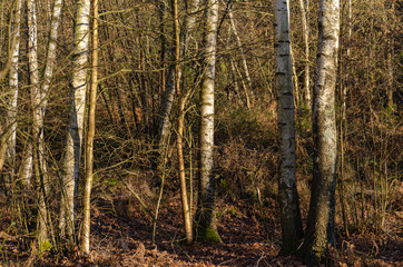 Fototapeta premium Birch forest in winter, Galicia. Spain.