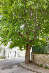 Arbre en ville