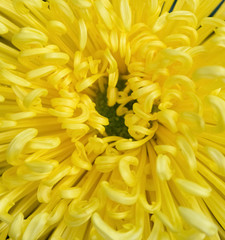 close up on the central of a yellow chrysanthemum flower