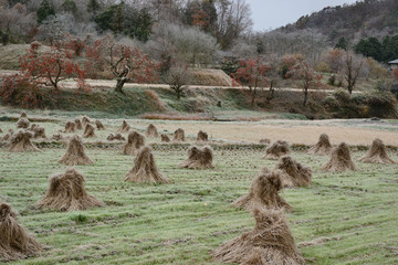 冬の里山