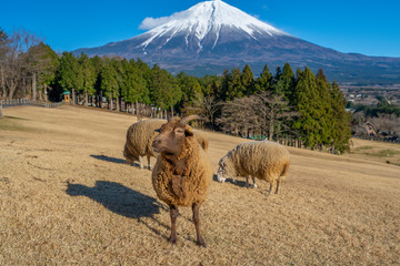 富士山　羊