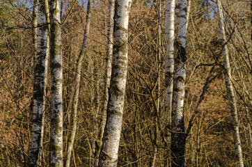 Birch forest in winter, Galicia. Spain.