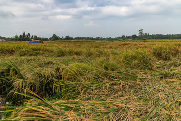 Fototapeta premium rice fields