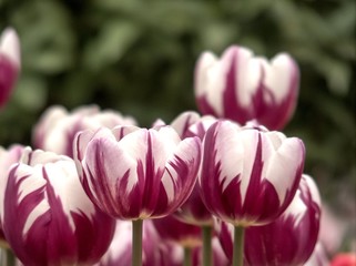 Fototapeta premium Two-color tulips as a gift for Valentine's Day.